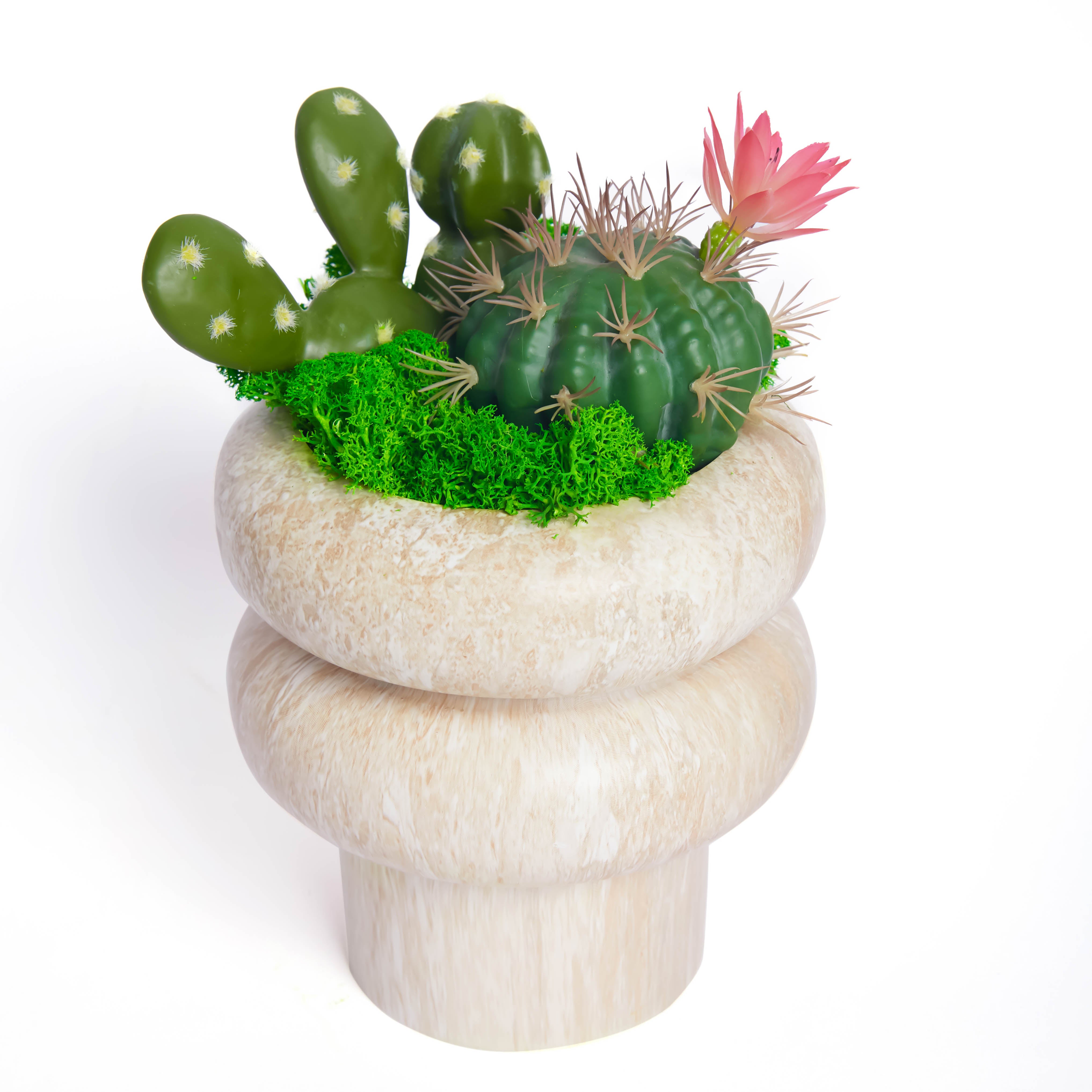 Ball Cactus Moss Desktop Bonsai