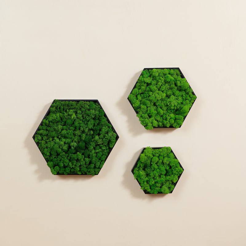Hexagonal Framed Moss Wall Decor